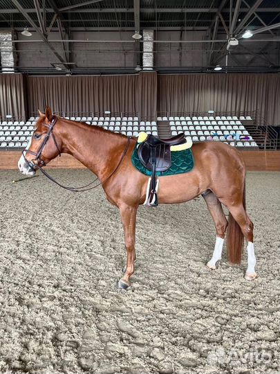 Вальтрап новый велюровый