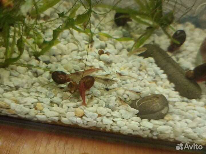 Аквариумные креветки