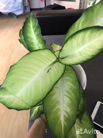 Диффенбахия кул бьюти