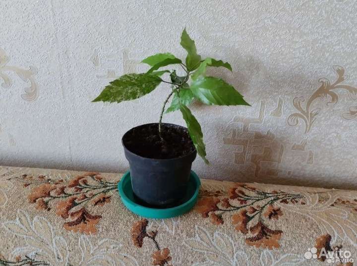 Гибискус - китайская роза