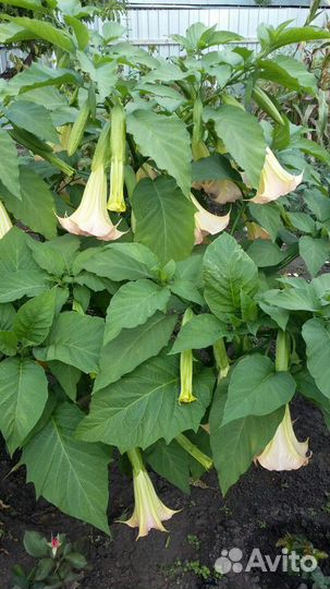 Бругмансия персиковая