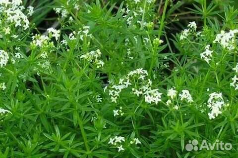 Подмаренник цепкий