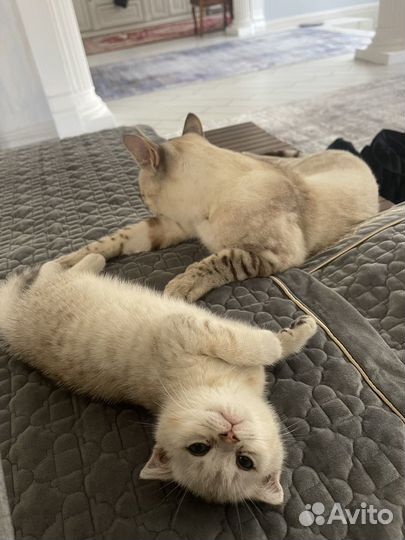 Котенок шиншила