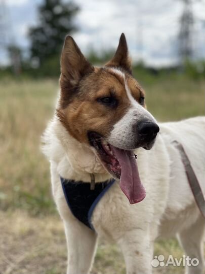 Шикарная собака пропадает в приюте