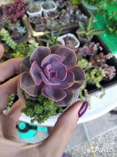 Суккуленты