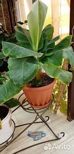 Комнатные растения цветы большие