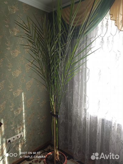 Финиковая пальма
