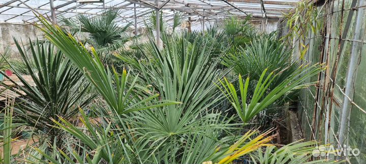 Экзотические растения для озеленения