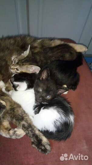 Котята в добрые руки бесплатно