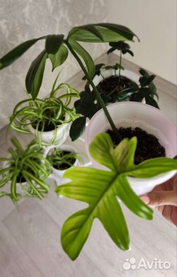 Хлорофитум кудрявый