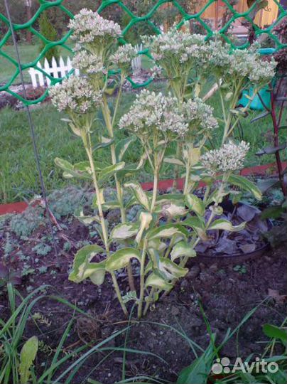 Сортовые очитки