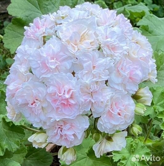 Пеларгонии сортовые