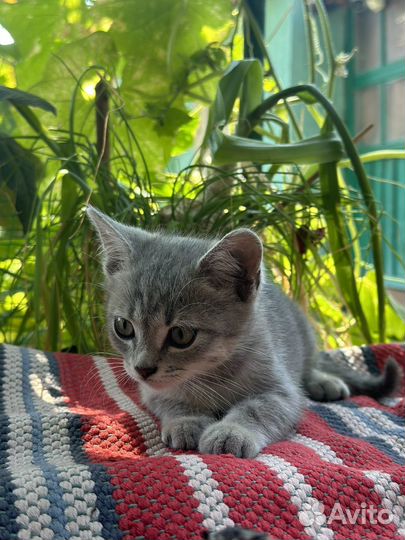 Котята в добрые руки мальчики