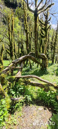 День в Абхазии с комфортом