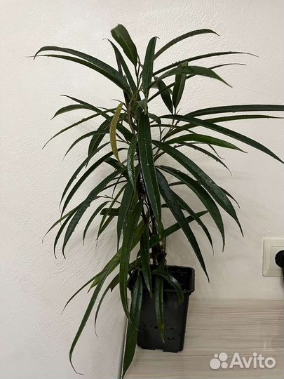 Фикус сортовые