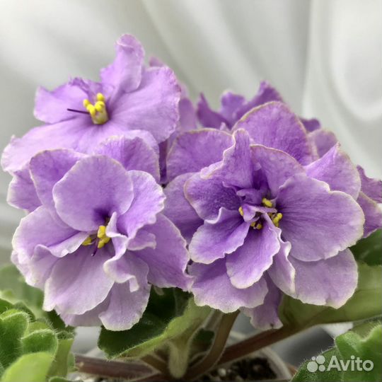 Фиалки(набор ук.листьев с детками)