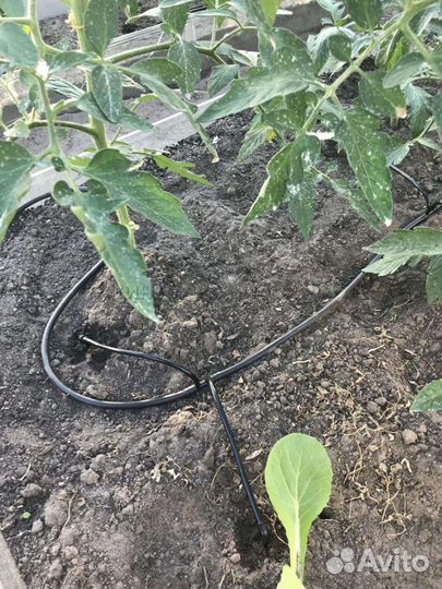 Капельный полив прикорневой