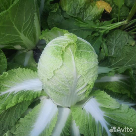 Пекинская капуста