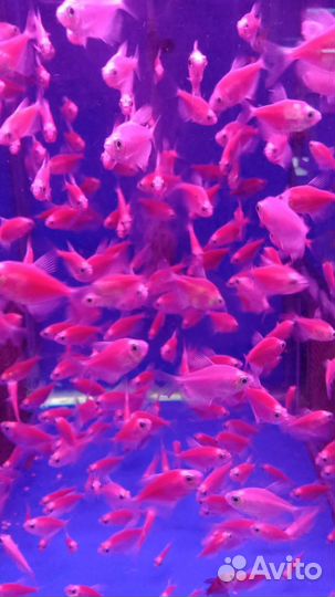 Аквариумные рыбки (любые виды в наличии)