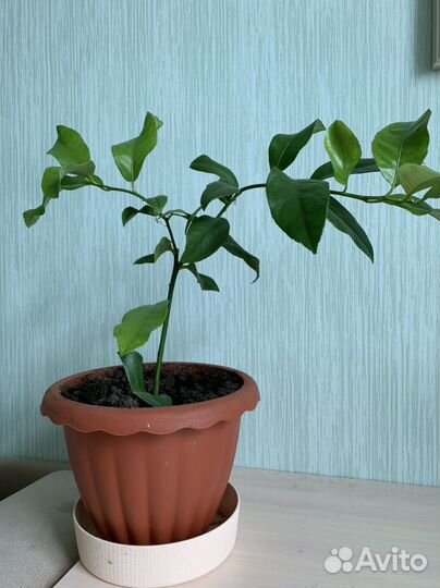 Лимон, орхидея, алоэ, личи