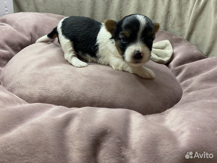 Девчушки йорка