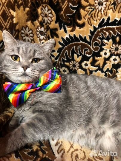 Котик в добрые ручки