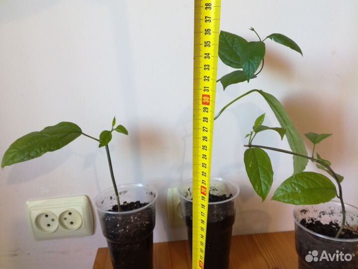 Клеродендрум Томпсона