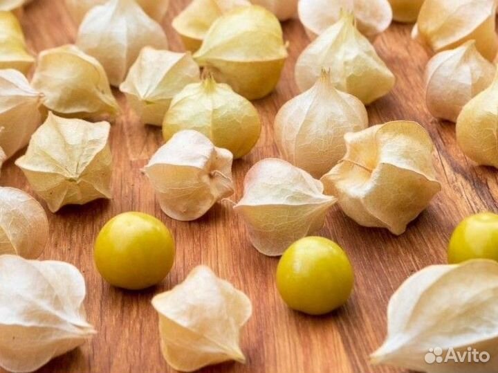 Физалис рассада