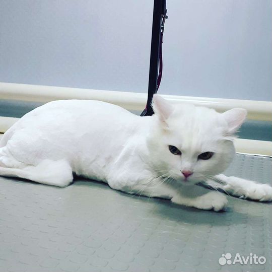 Стрижка собак и кошек
