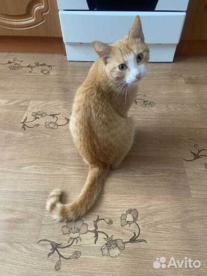Отдам послушного котика