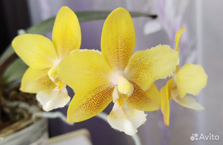 Фаленопсис