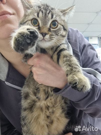 Котенок леопард