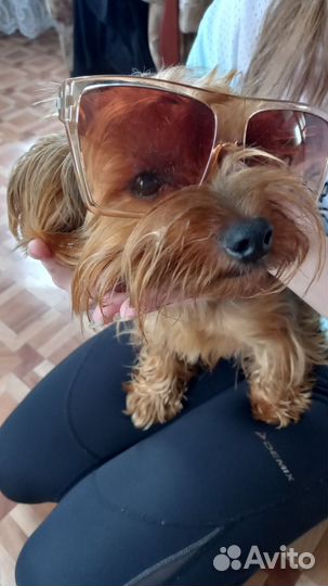 Дрессировка собак