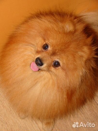 Шпиц вязка мини померанчик