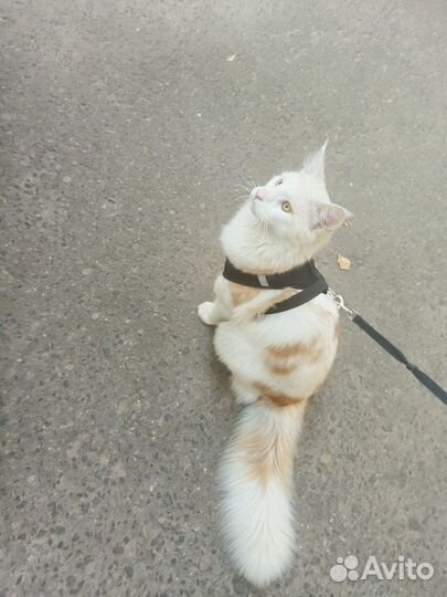 Котенок мейн-кун белый с рыжое пятнами