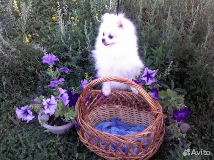 Я, (померанец) белый, приехал из Калуги для вязок