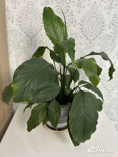 Спатифиллум