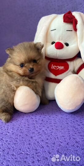 Мишки - Померашки