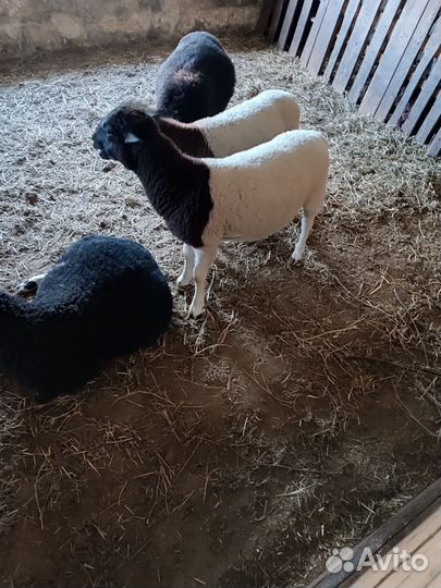 Бараны дорперы F1