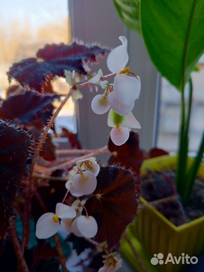 Бегония Королевская