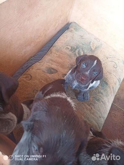 Щенки дратхаара