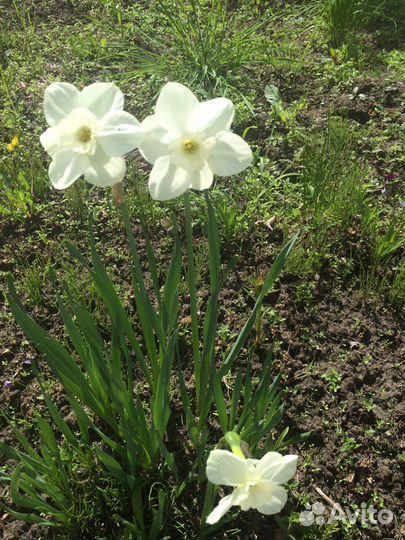 Многолетние цветы