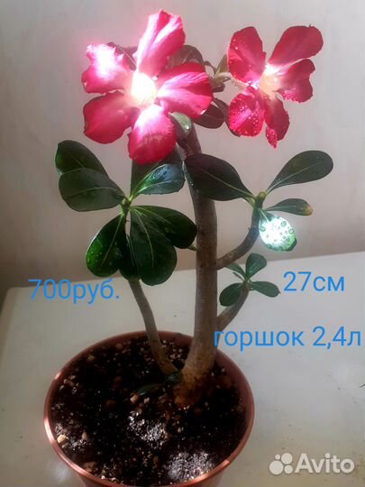 Адениум,дримиопсис,комнатные растения,цветы