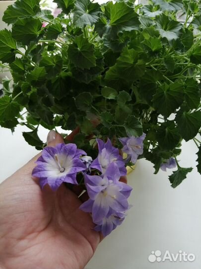 Кампанула махровая(любовник)