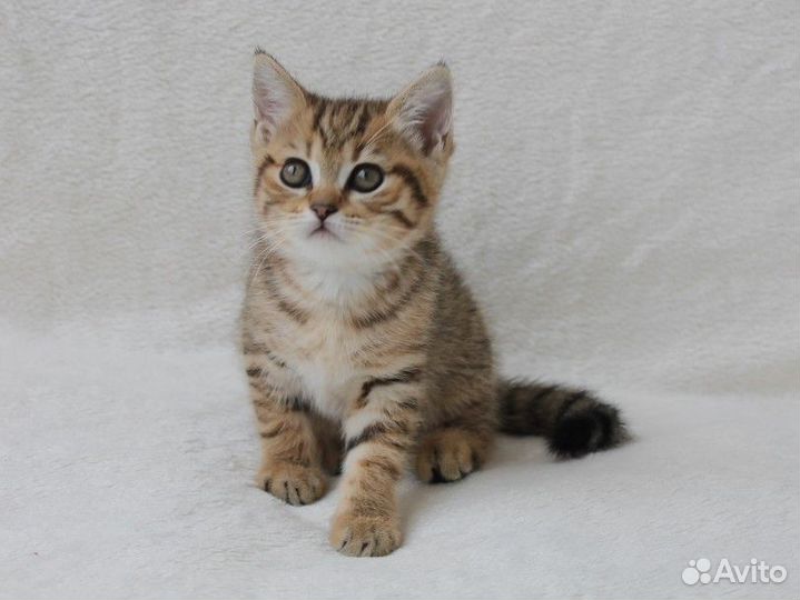 Шотландский котенок