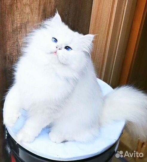 BLH NS 12 33 девочка