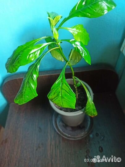 Кроссандра жёлтая