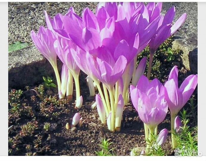 Маргаритки, безвременник, ирисы, флокс, и другие