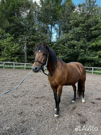 Лошадь кобыла