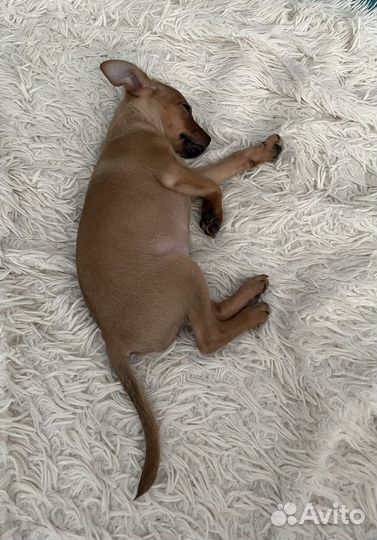 Собака той-терьер